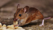 24 Hour & Emergency Exterminators in Franklin, IN